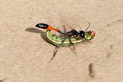 rupsendoder (ammophila sabulosa)
